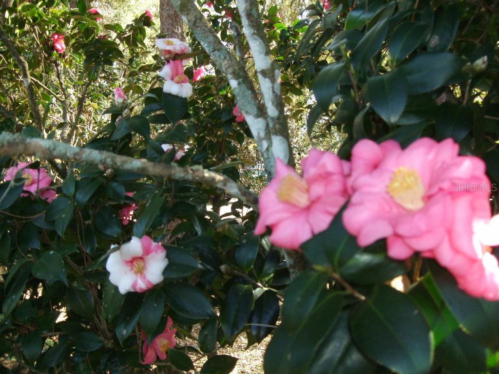 Photo 36