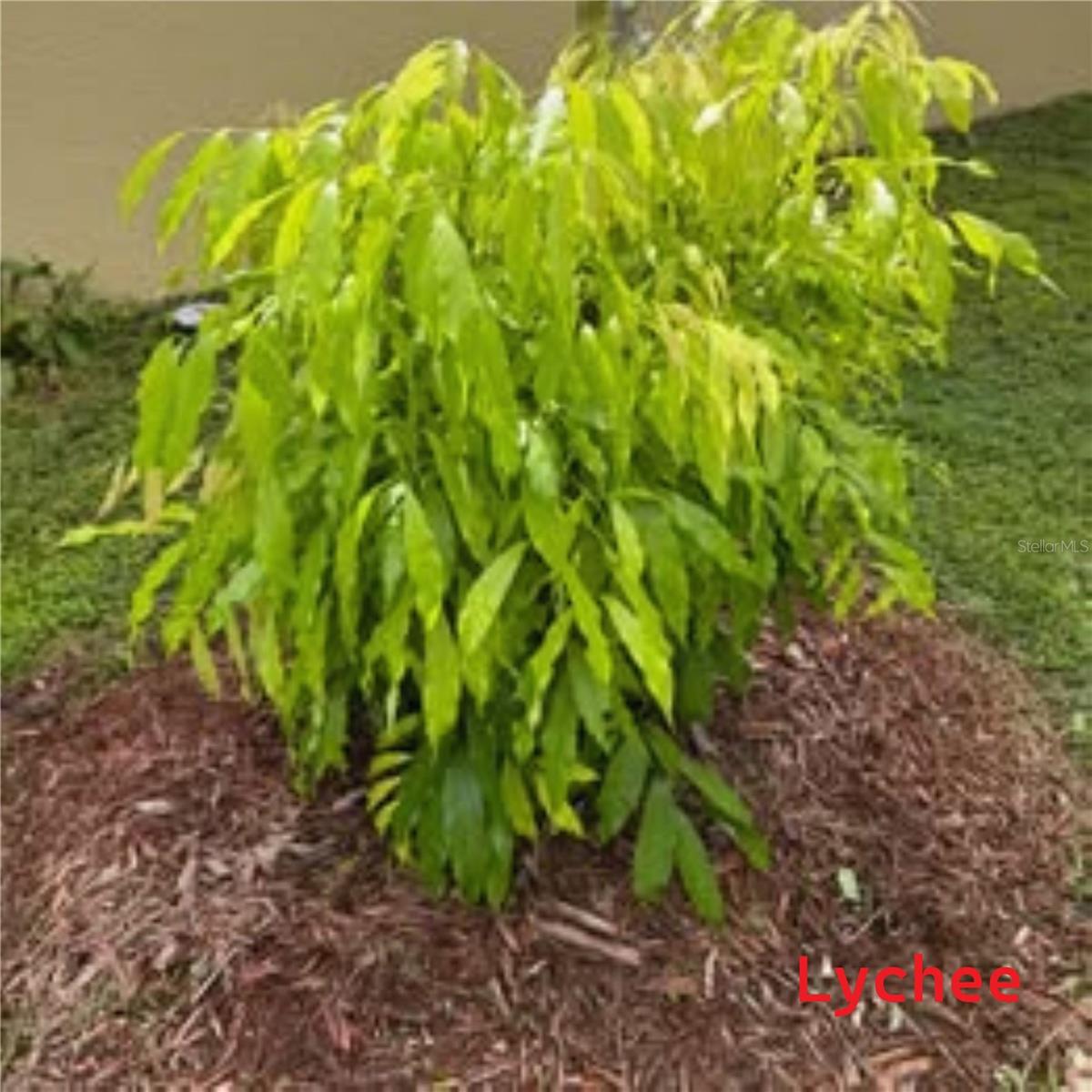 Photo 46
