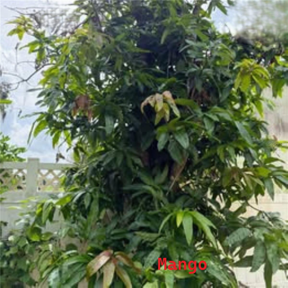 Photo 48
